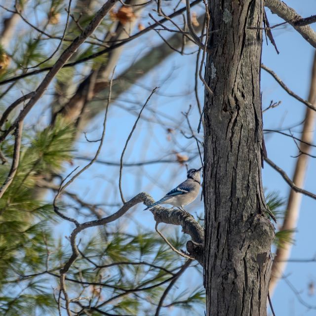 Blue Jay