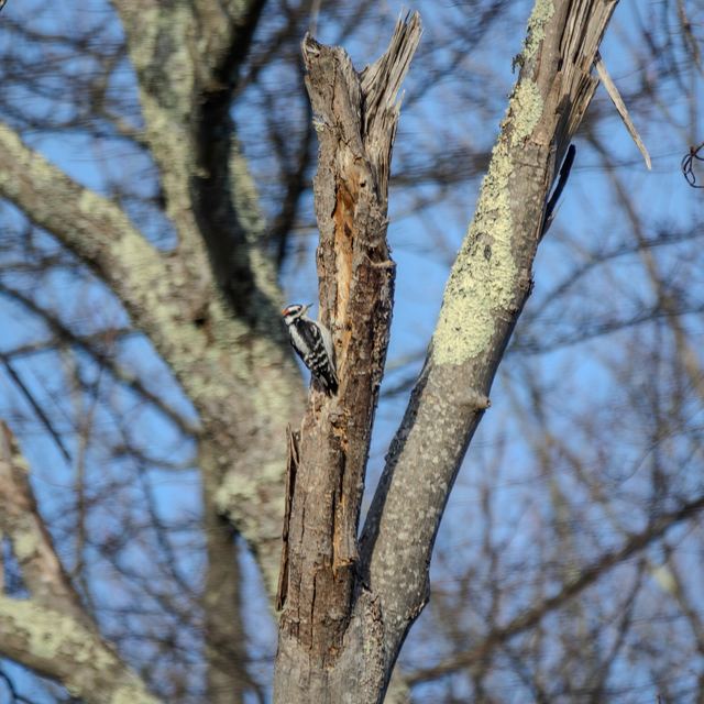 Downy Woodpecker