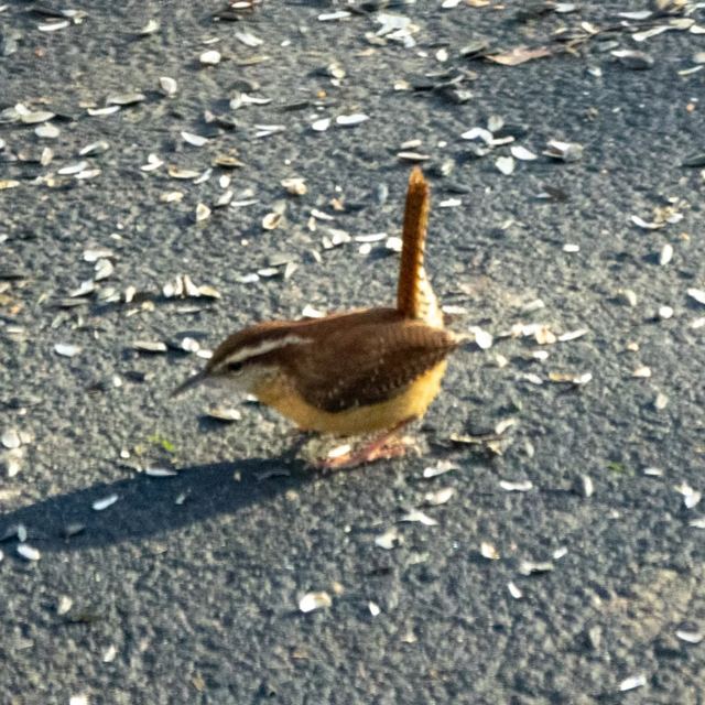 Carolina Wren