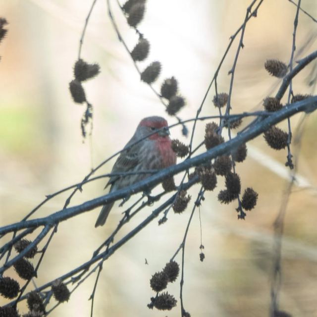 House Finch