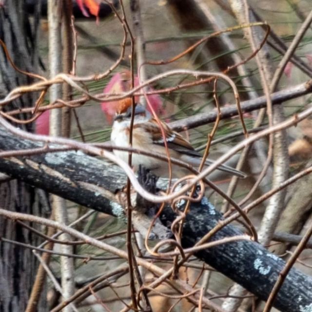 Chipping Sparrow
