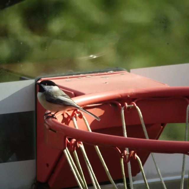 Black-capped Chickadee