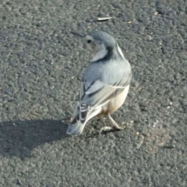 White-breasted Nuthatch