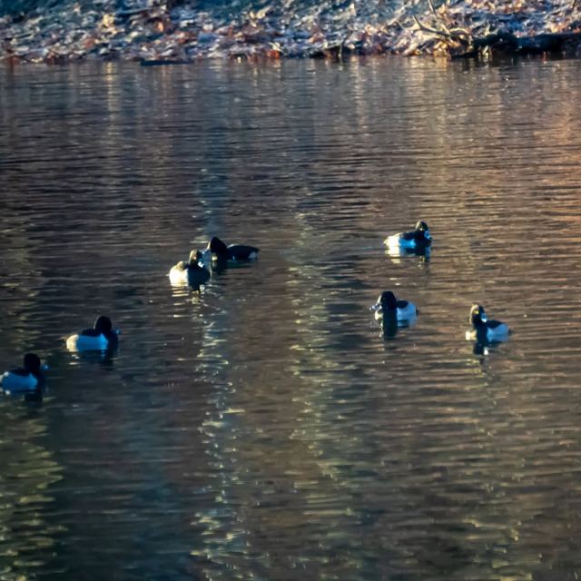 Ring-necked Duck