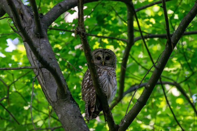Barred Owl