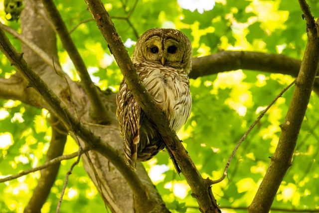 Barred Owl