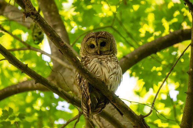Barred Owl