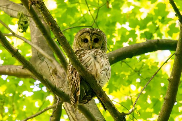 Barred Owl
