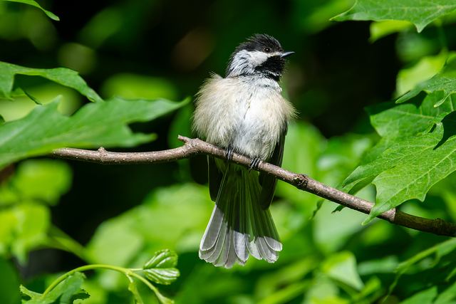 Black-capped Chickadee