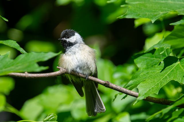 Black-capped Chickadee