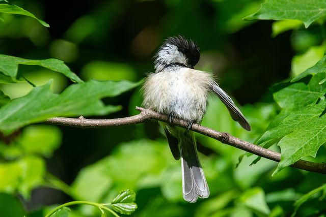 Black-capped Chickadee