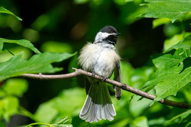 Black-capped Chickadee