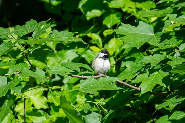Black-capped Chickadee