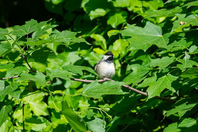 Black-capped Chickadee