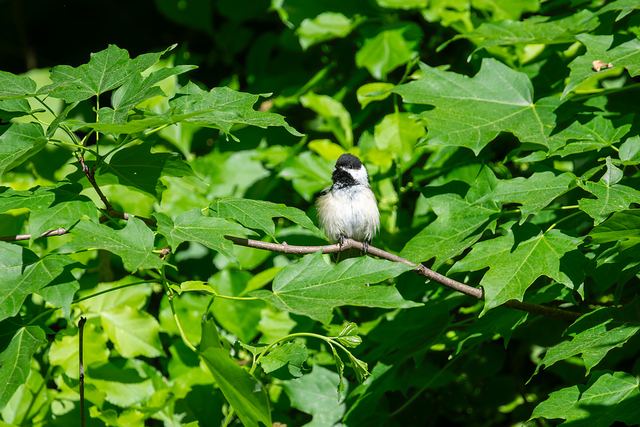 Black-capped Chickadee
