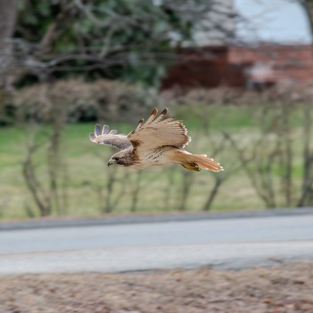Red-tailed Hawk