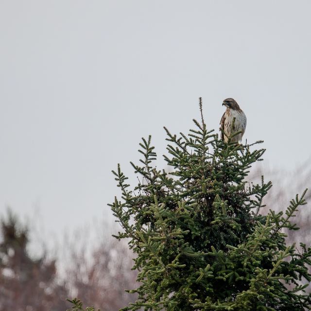 Red-tailed Hawk