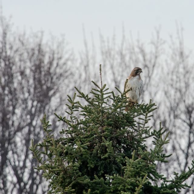 Red-tailed Hawk