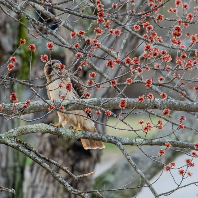 Red-tailed Hawk