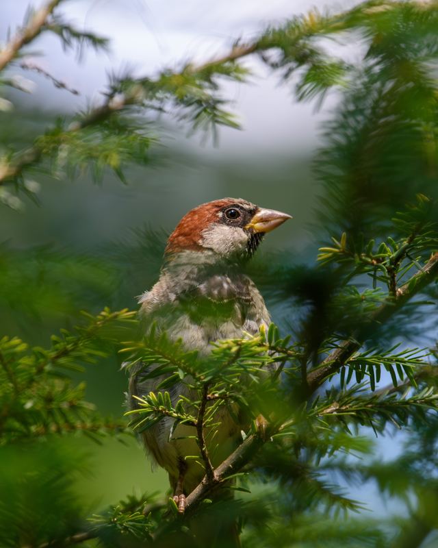 House Sparrow
