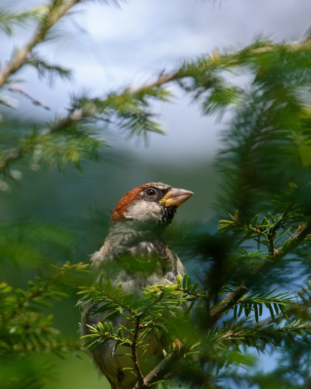 House Sparrow