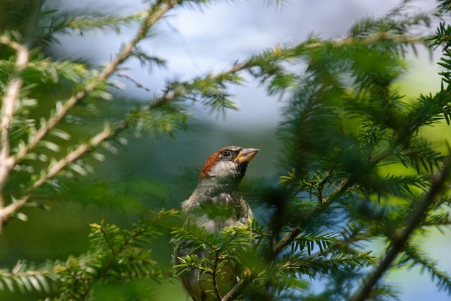 House Sparrow