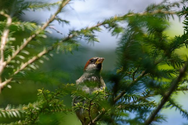 House Sparrow