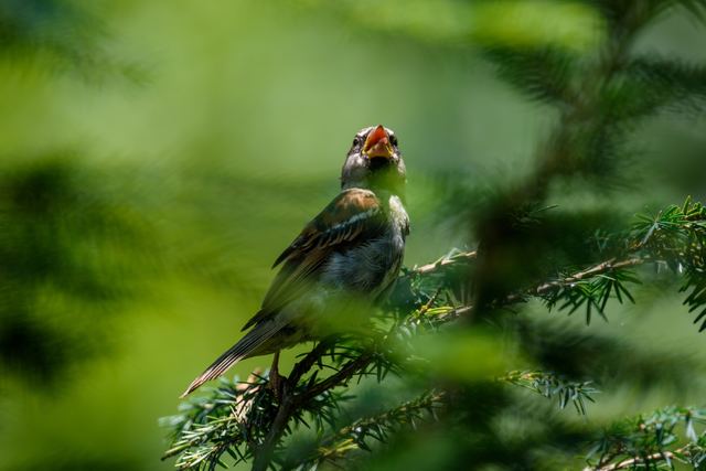 House Sparrow
