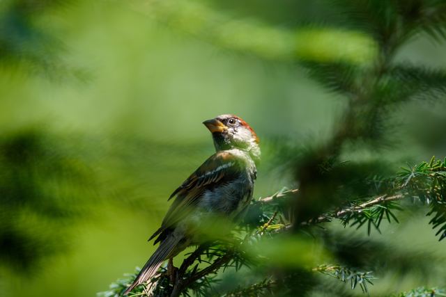 House Sparrow