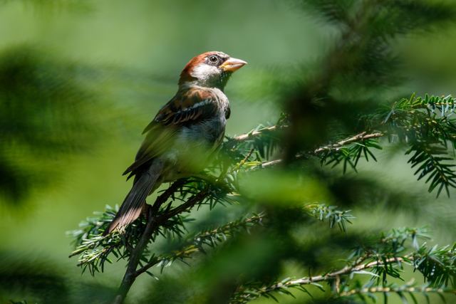 House Sparrow