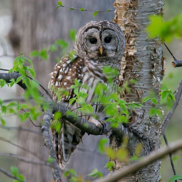 Barred Owl