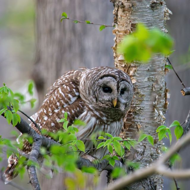 Barred Owl