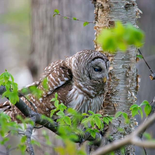Barred Owl