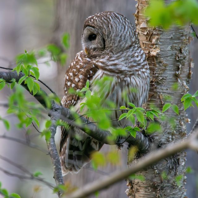 Barred Owl