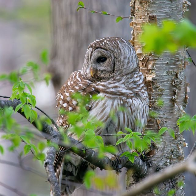 Barred Owl
