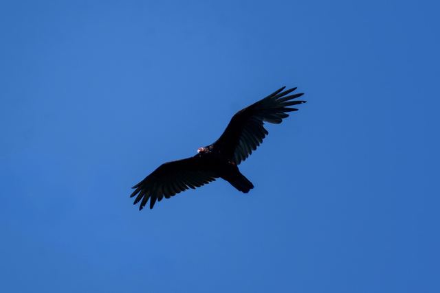 Turkey Vulture