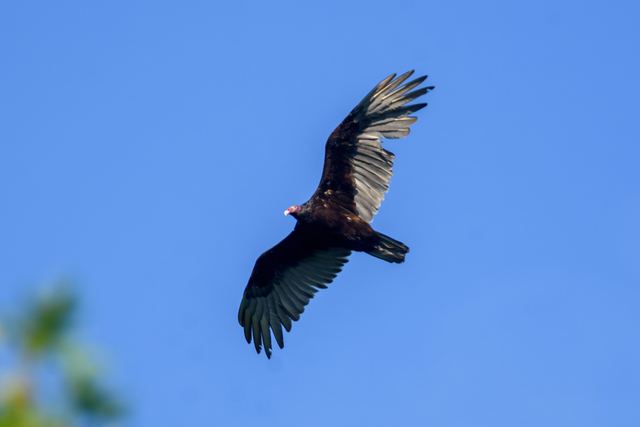 Turkey Vulture