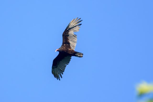 Turkey Vulture