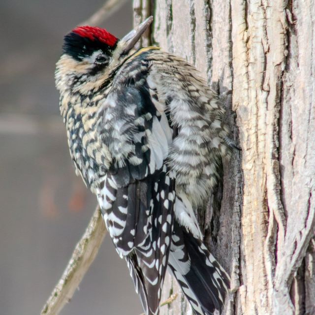 Yellow-bellied Sapsucker