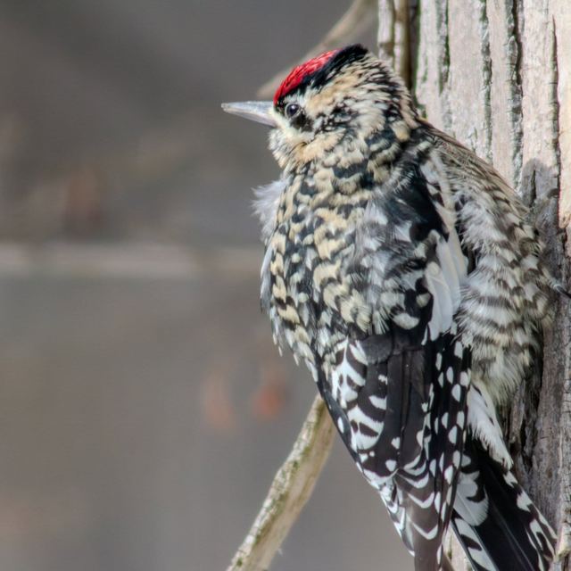 Yellow-bellied Sapsucker