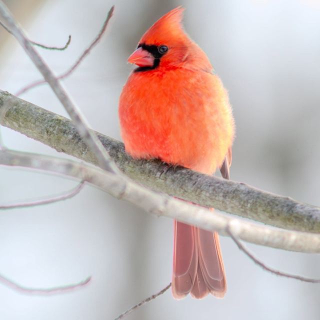 Northern Cardinal
