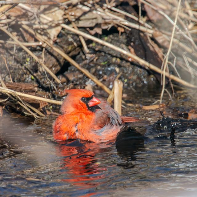 Northern Cardinal