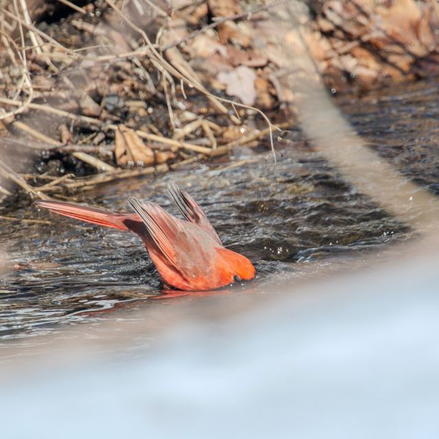 Northern Cardinal