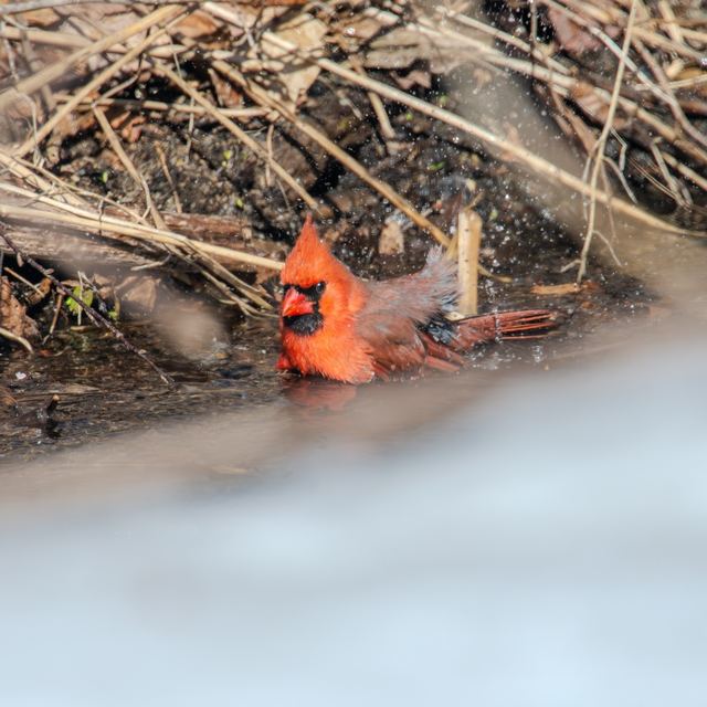 Northern Cardinal