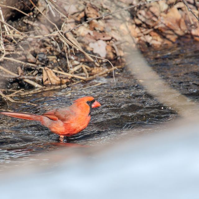 Northern Cardinal