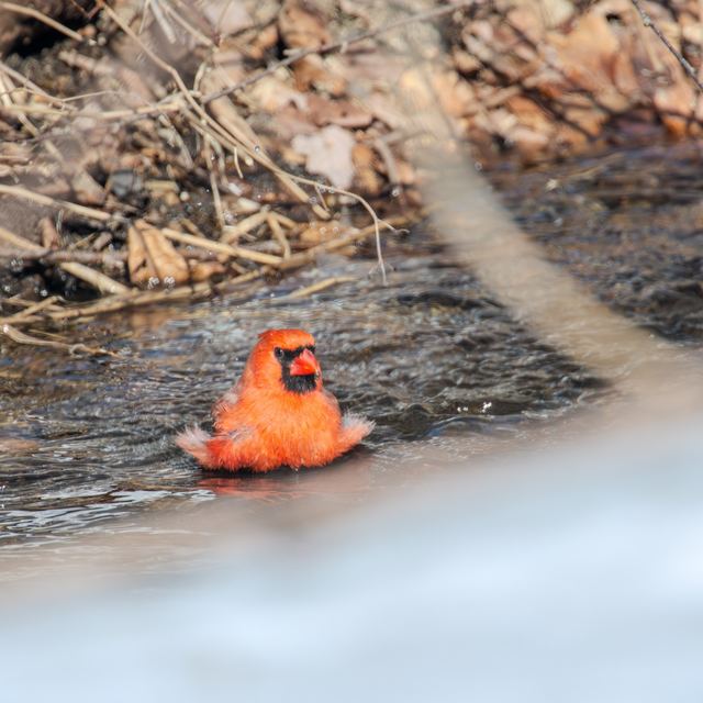 Northern Cardinal