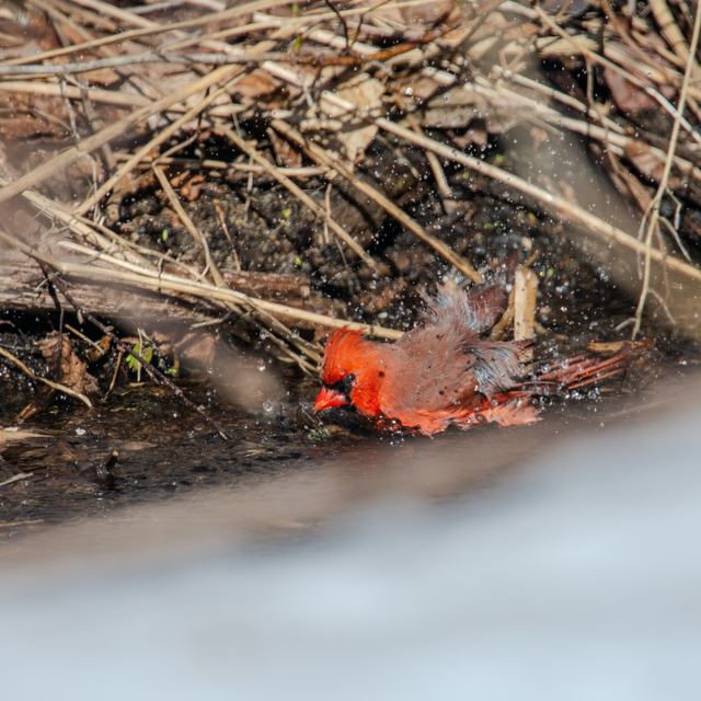 Northern Cardinal