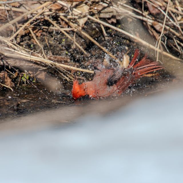 Northern Cardinal