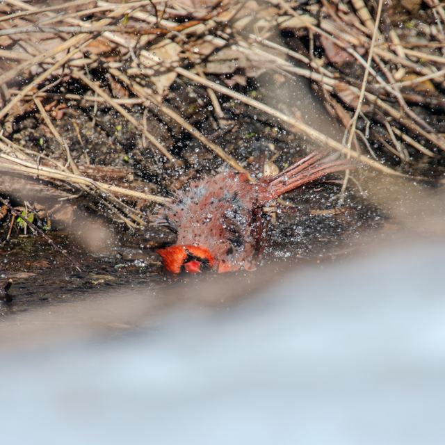Northern Cardinal