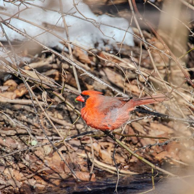 Northern Cardinal